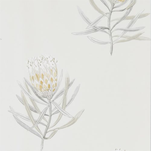 Protea Flower 216328